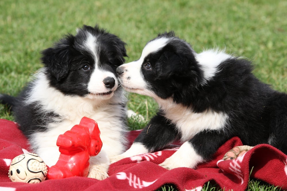 Brinquedos interativos e comandos básicos devem ser oferecidos desde cedo ao Border Collie filhote