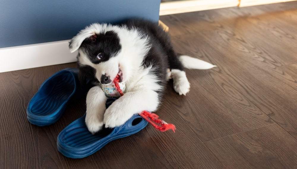O filhote de Border Collie precisa de estímulos físicos e mentais