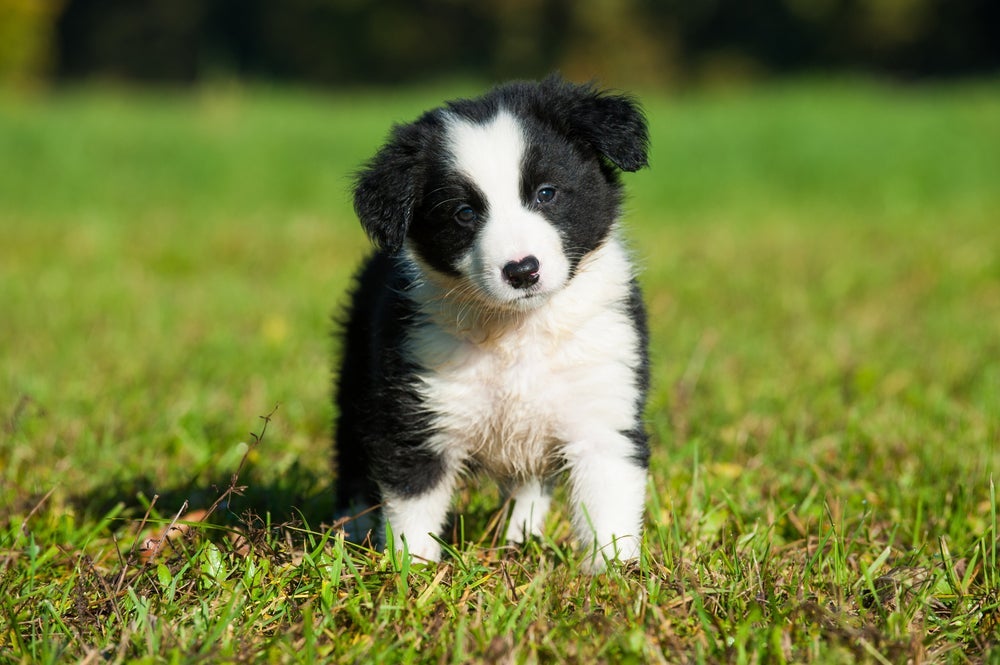 Se for comprar um Border Collie filhote, preço é mais elevado