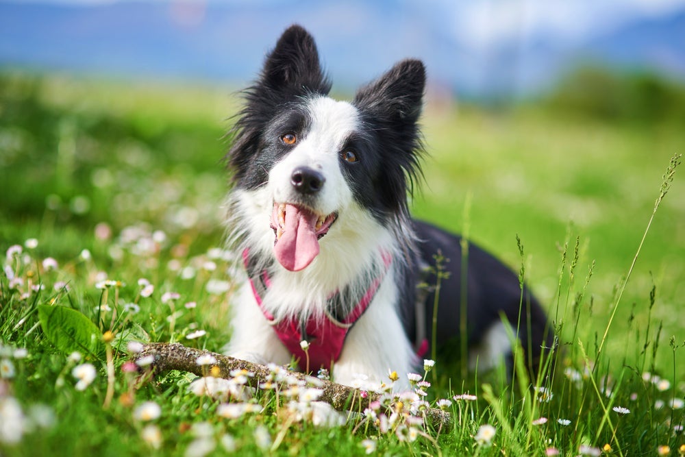 O Border Collie é um cãozinho ativo e extrovertido