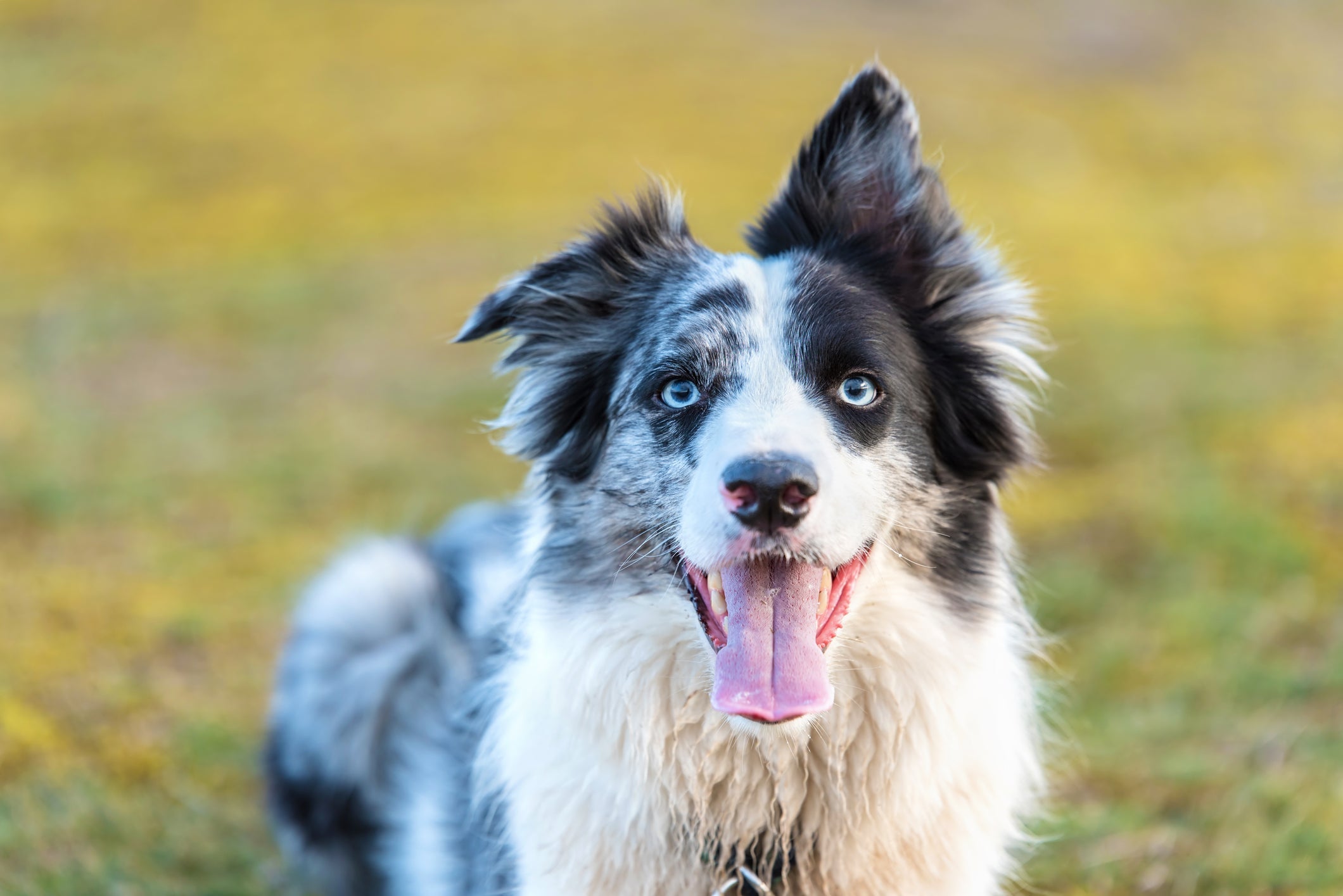 O Border Collie merle possui uma coloração diferenciada