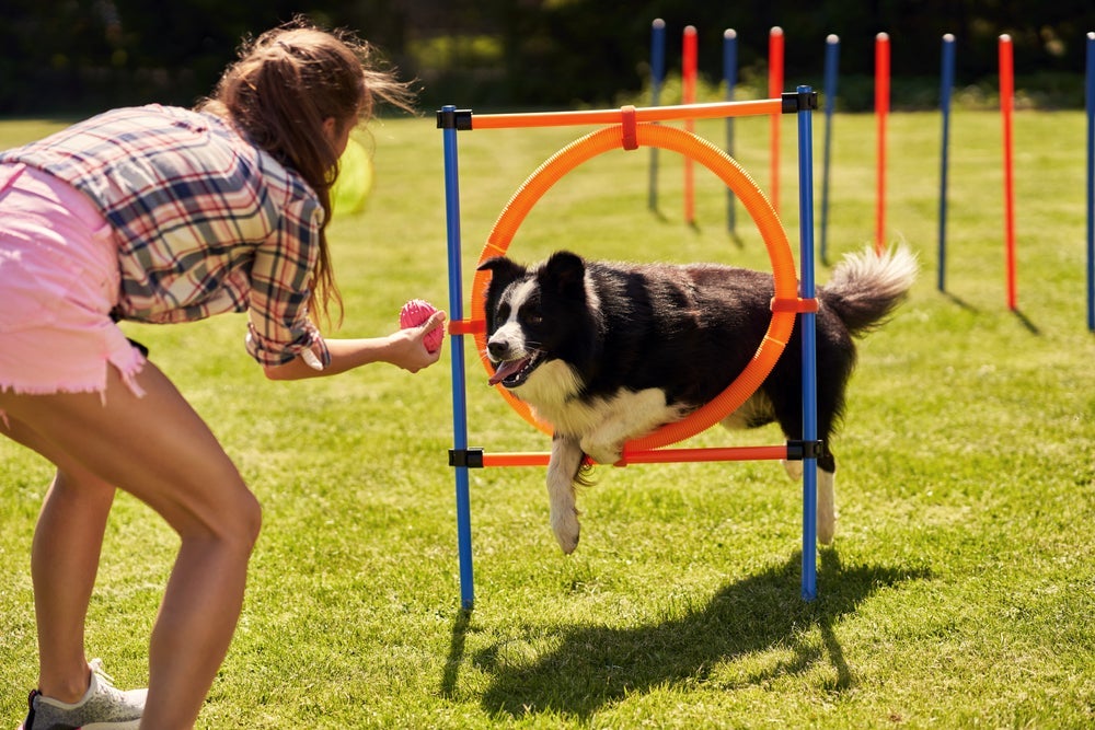 O cachorro Border Collie tem uma enorme capacidade de aprendizado