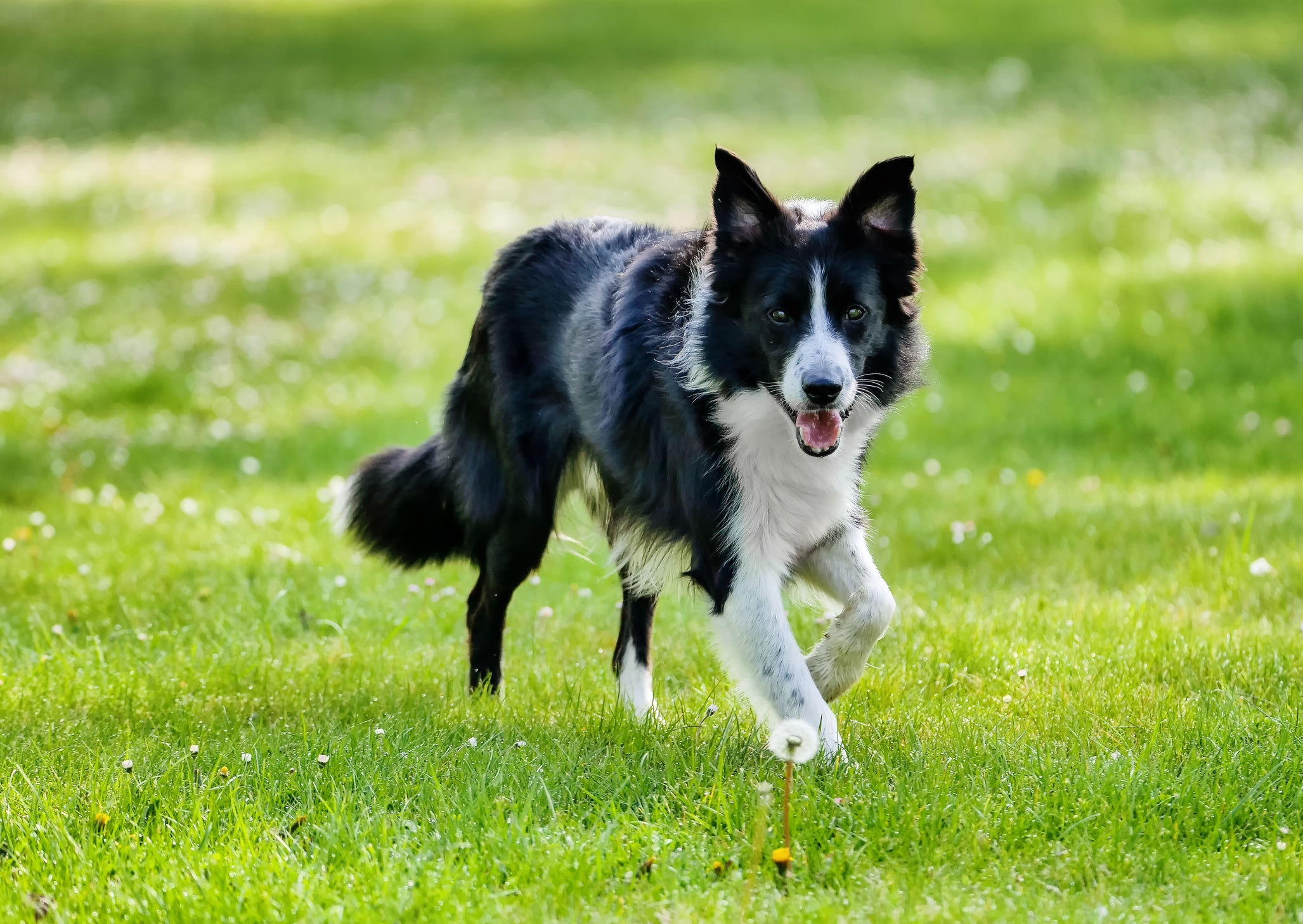 A raça Border Collie é muito esperta e ativa