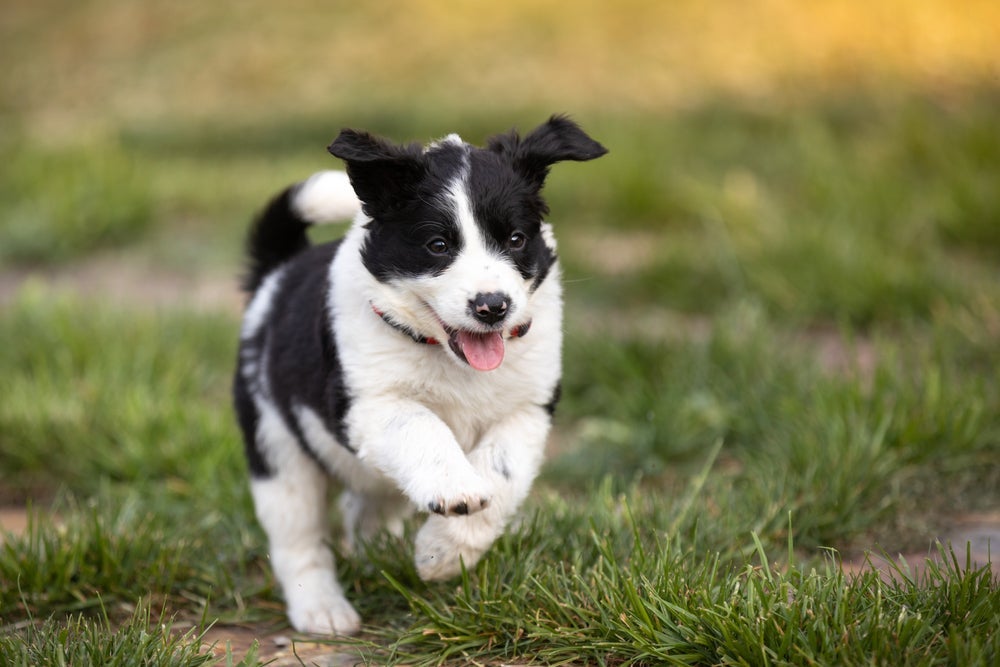 O Border Collie filhote deve, desde cedo, ser consultado por um veterinário