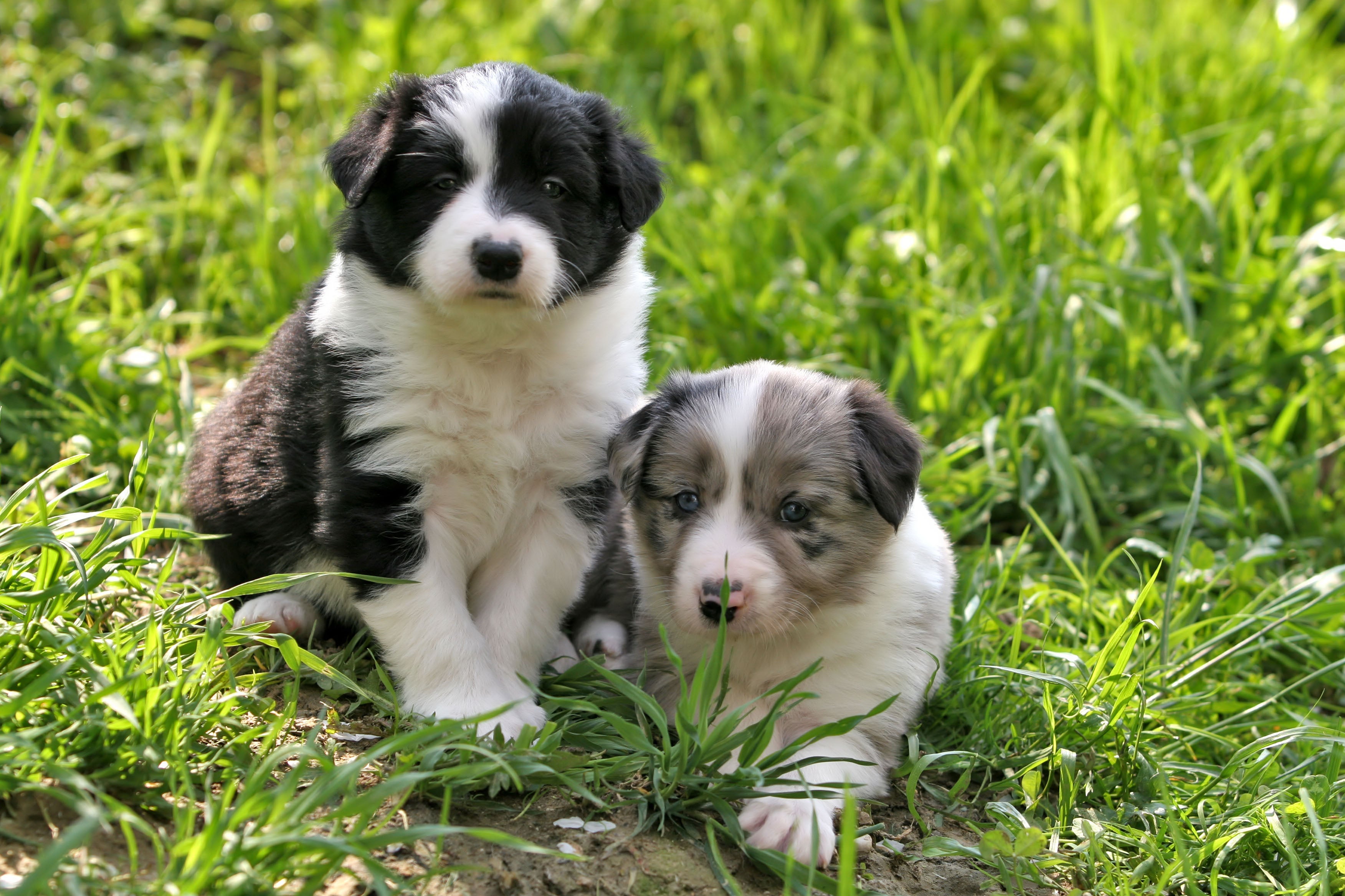 Border Collie: preço dos filhotes tende a ser mais elevado