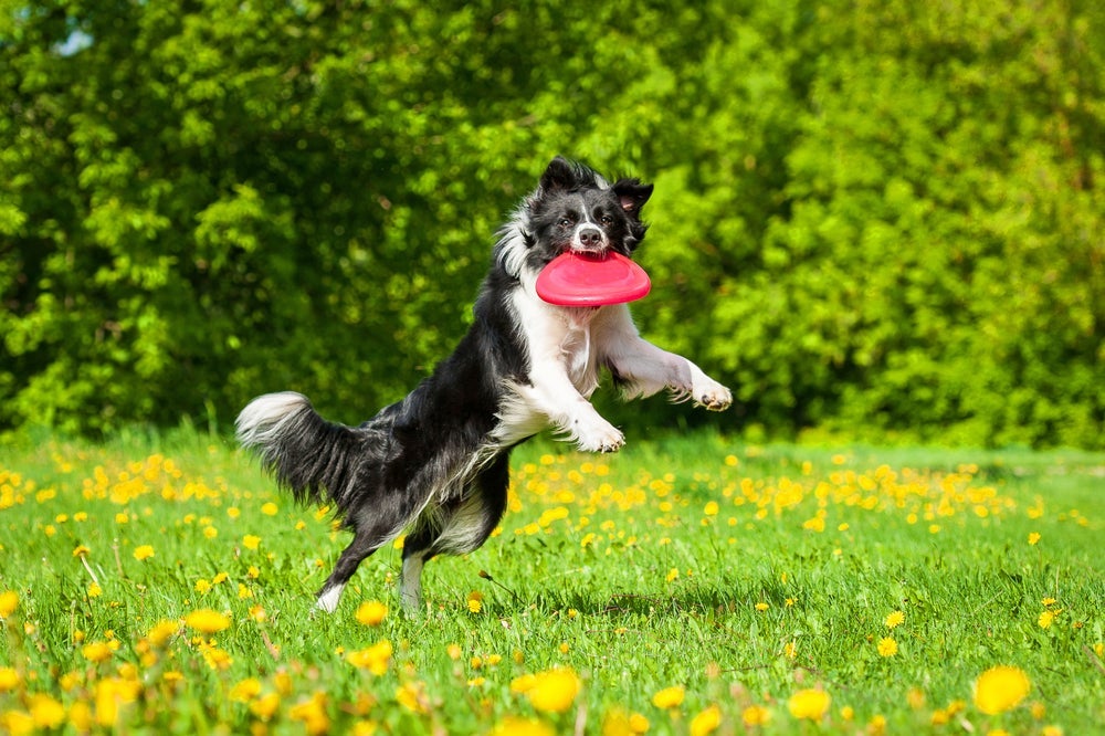 Border Collie: além de ser considerada a raça mais inteligente, esse cachorro é um grande esportista.