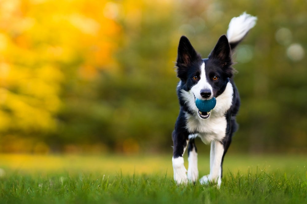 O Border Collie tem uma inteligência admirável