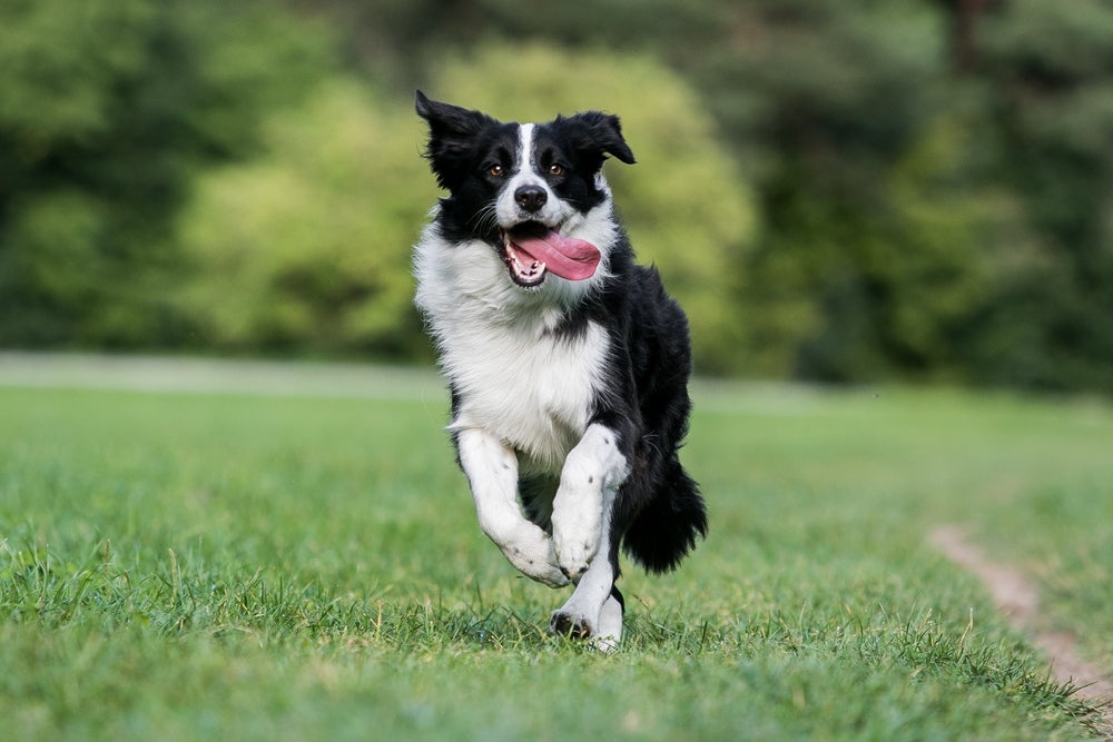 O Border Collie é o cachorro mais inteligente do mundo, mas também tem muito pique.