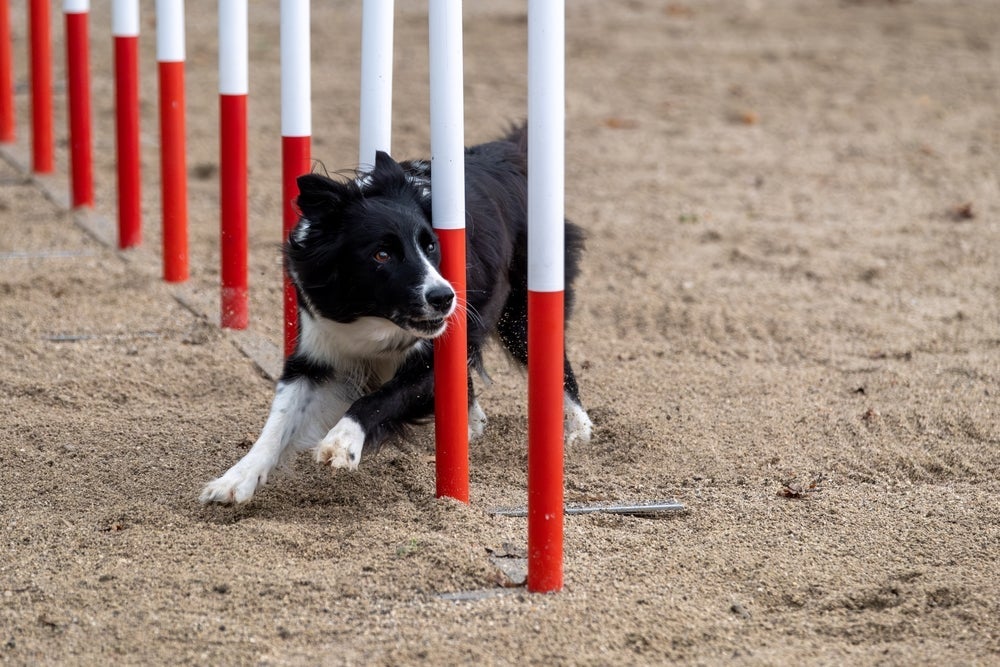 O Border Collie é o cachorro mais inteligente do mundo 