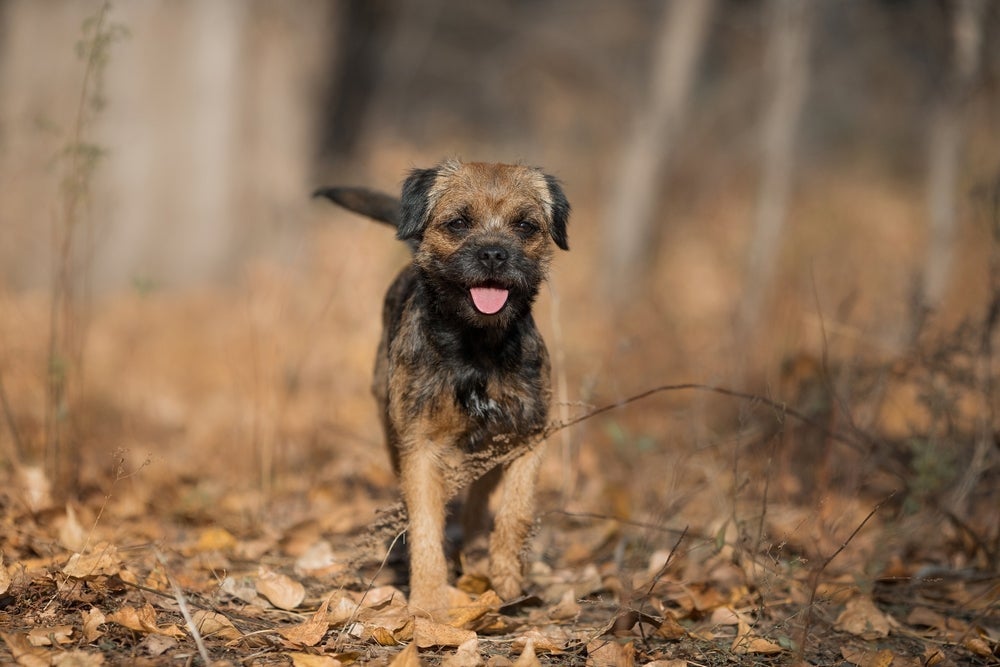 Cachorros inteligentes e obedientes: Border Terrier é prestativo e determinado