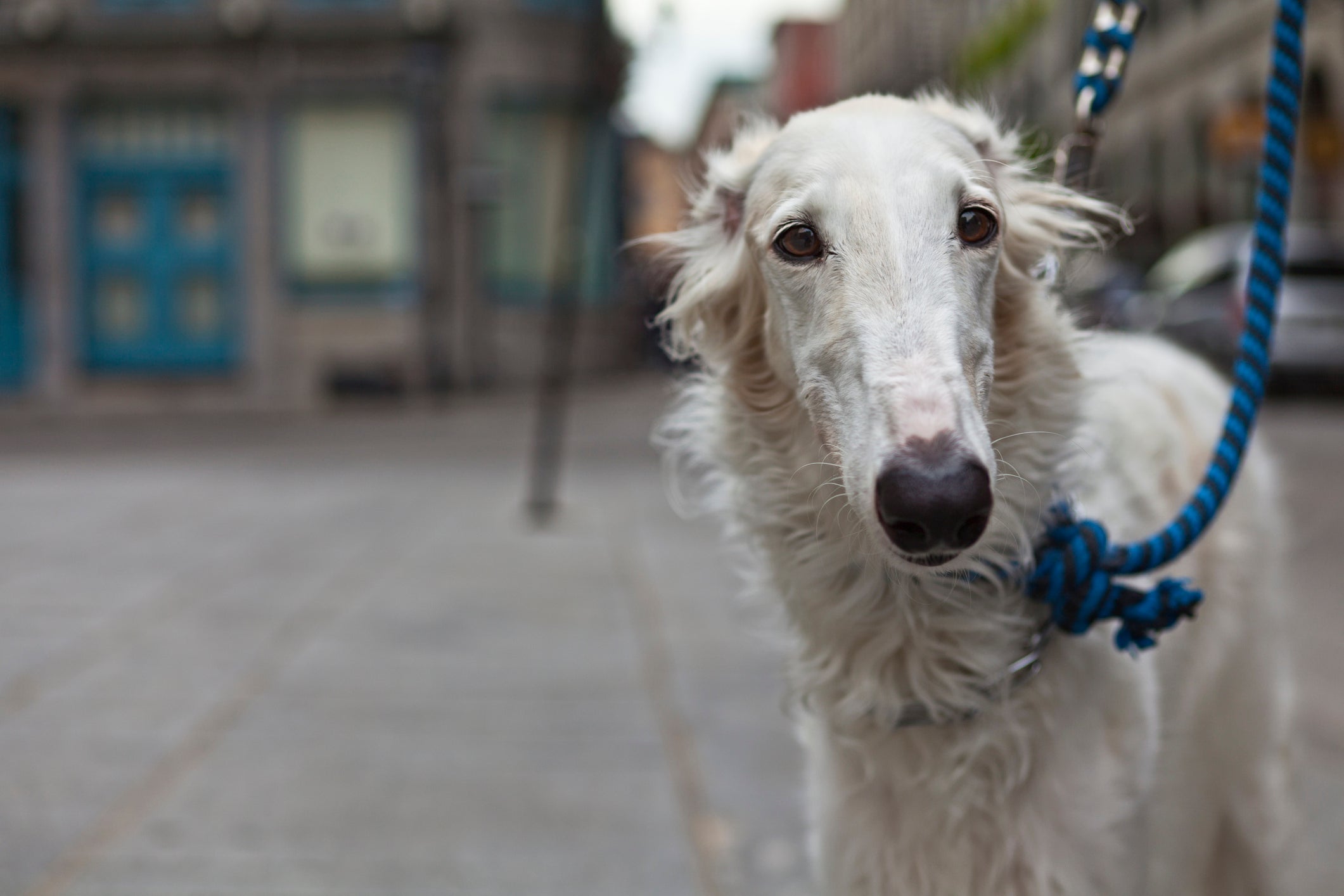 O Borzoi é mais reservado e não tem o costume de latir