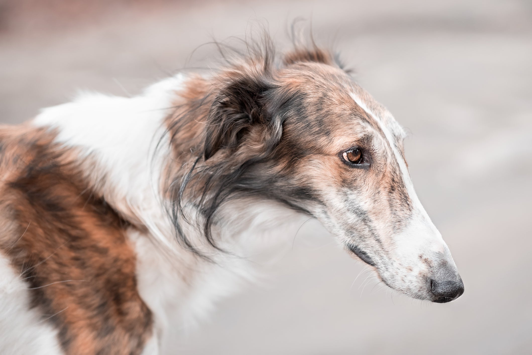Borzoi é um cachorro com um dos maiores focinhos