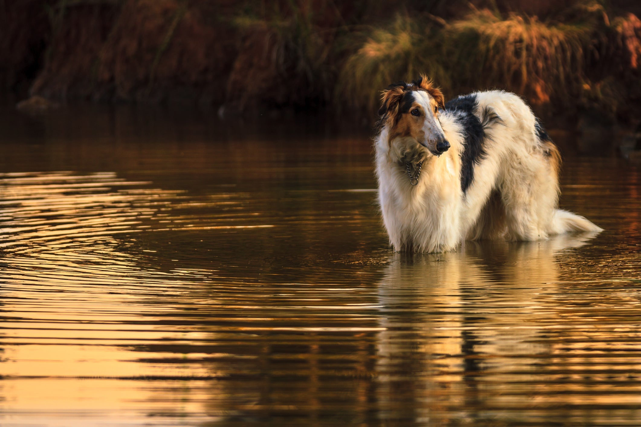 Cachorro Borzoi tem uma estrutura corporal que permite que atinja alta velocidade