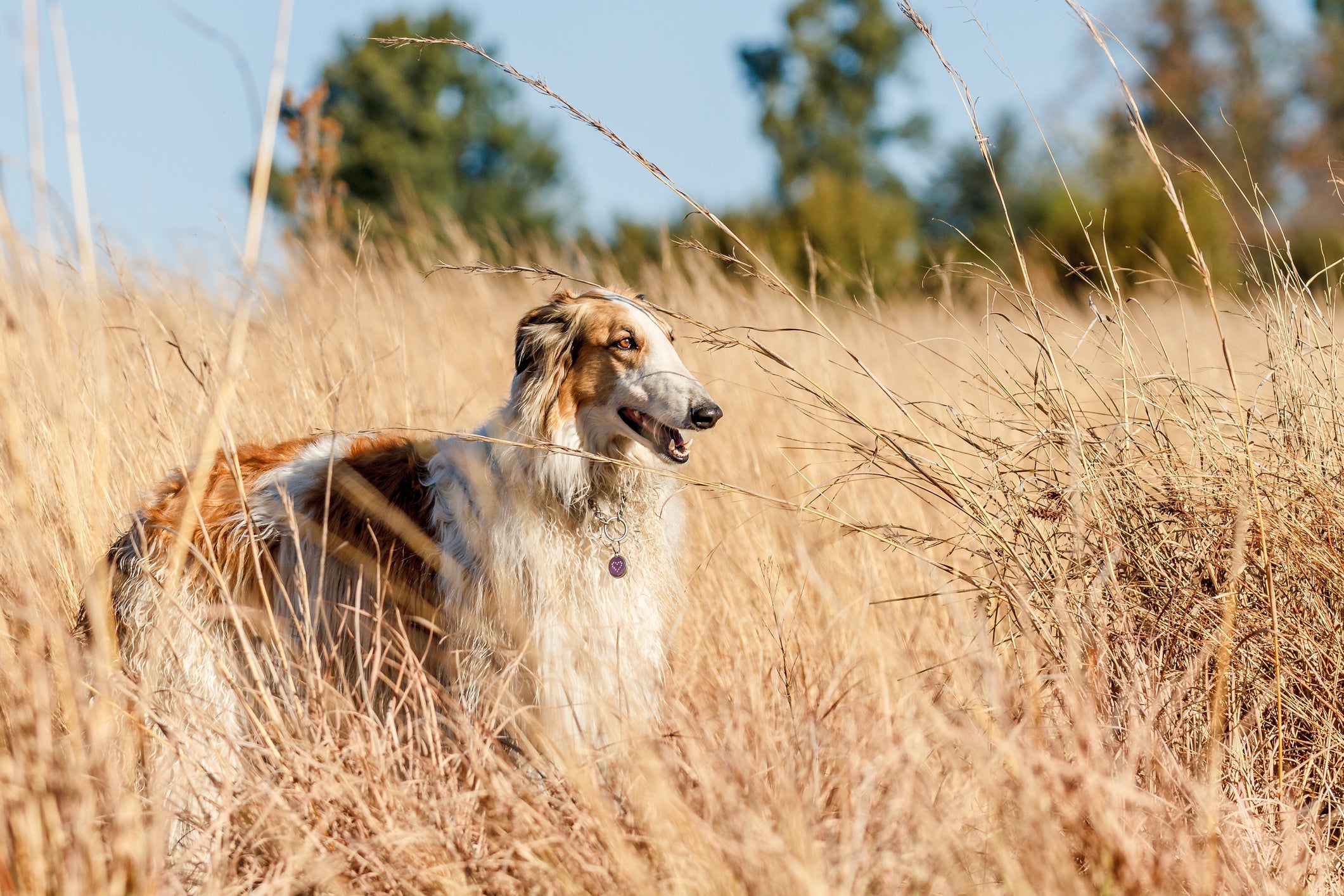 O Borzoi é um grande velocista e demanda certa quantidade de exercícios físicos