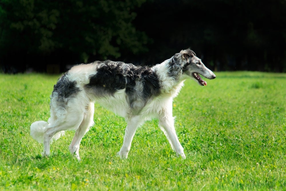 O cachorro Borzoi tem muita energia e não aprende rapidamente como outras raças