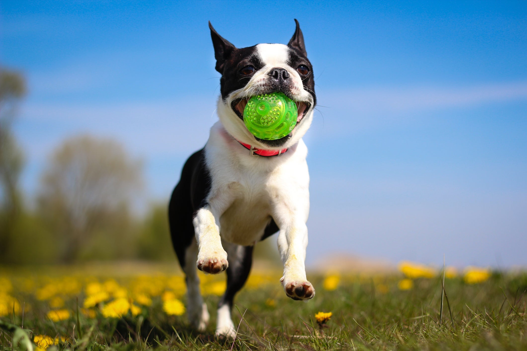 O Boston Terrier é uma raça de cachorro cheias de energia