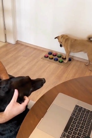 O botão de comando é uma forma do cachorro expressar melhor o que quer (Créditos: Instagram/ @viralatacaramelo)