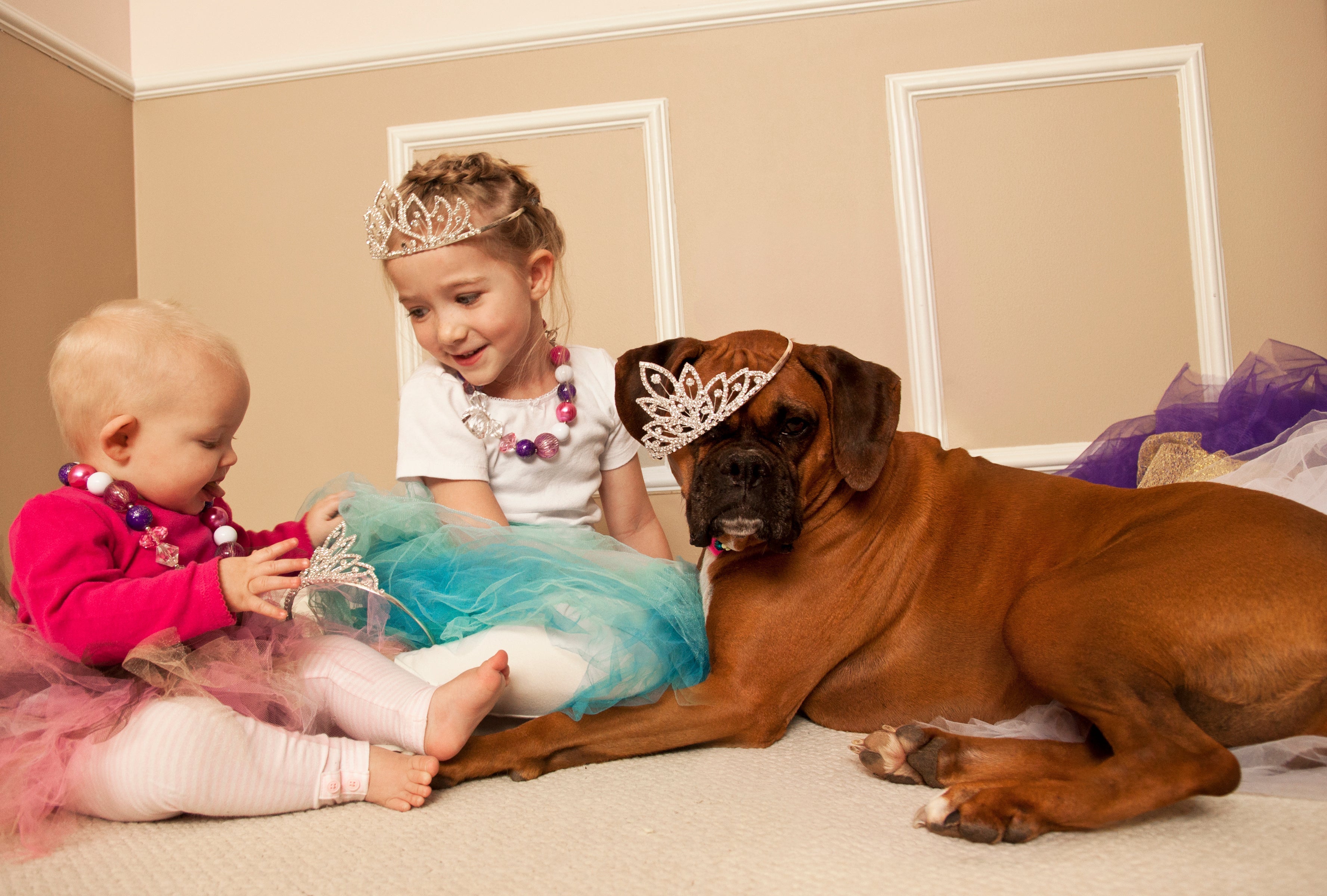 O Boxer é um cachorro que tem o espírito brincalhão de uma criança