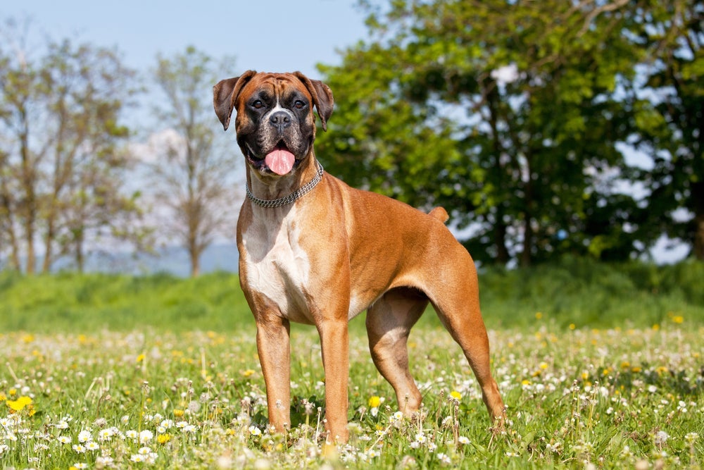 O Boxer tem muita força na mordida - Pitbull está apenas a uma posição de diferença dele