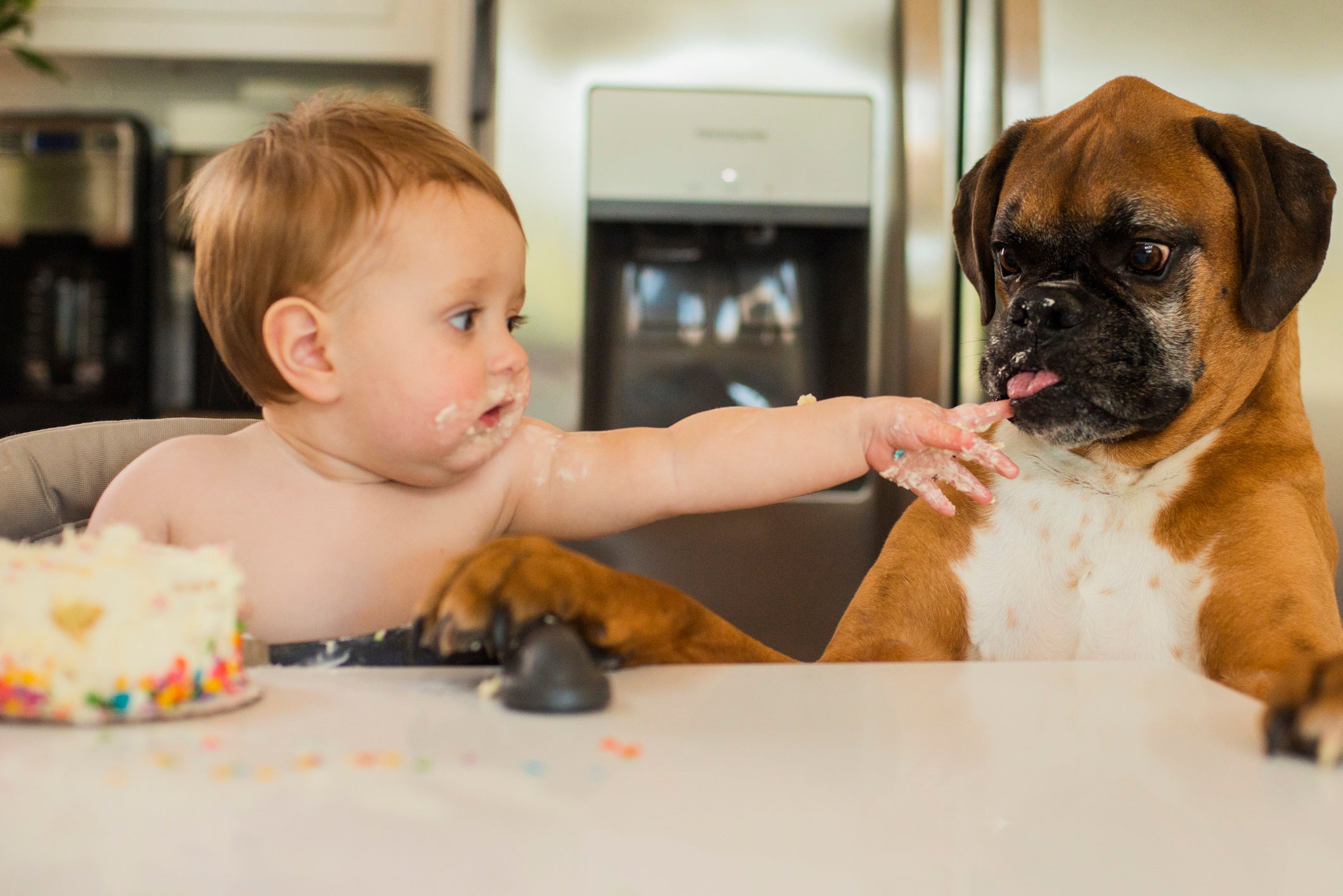 O Boxer é um cãozinho divertido e brincalhão