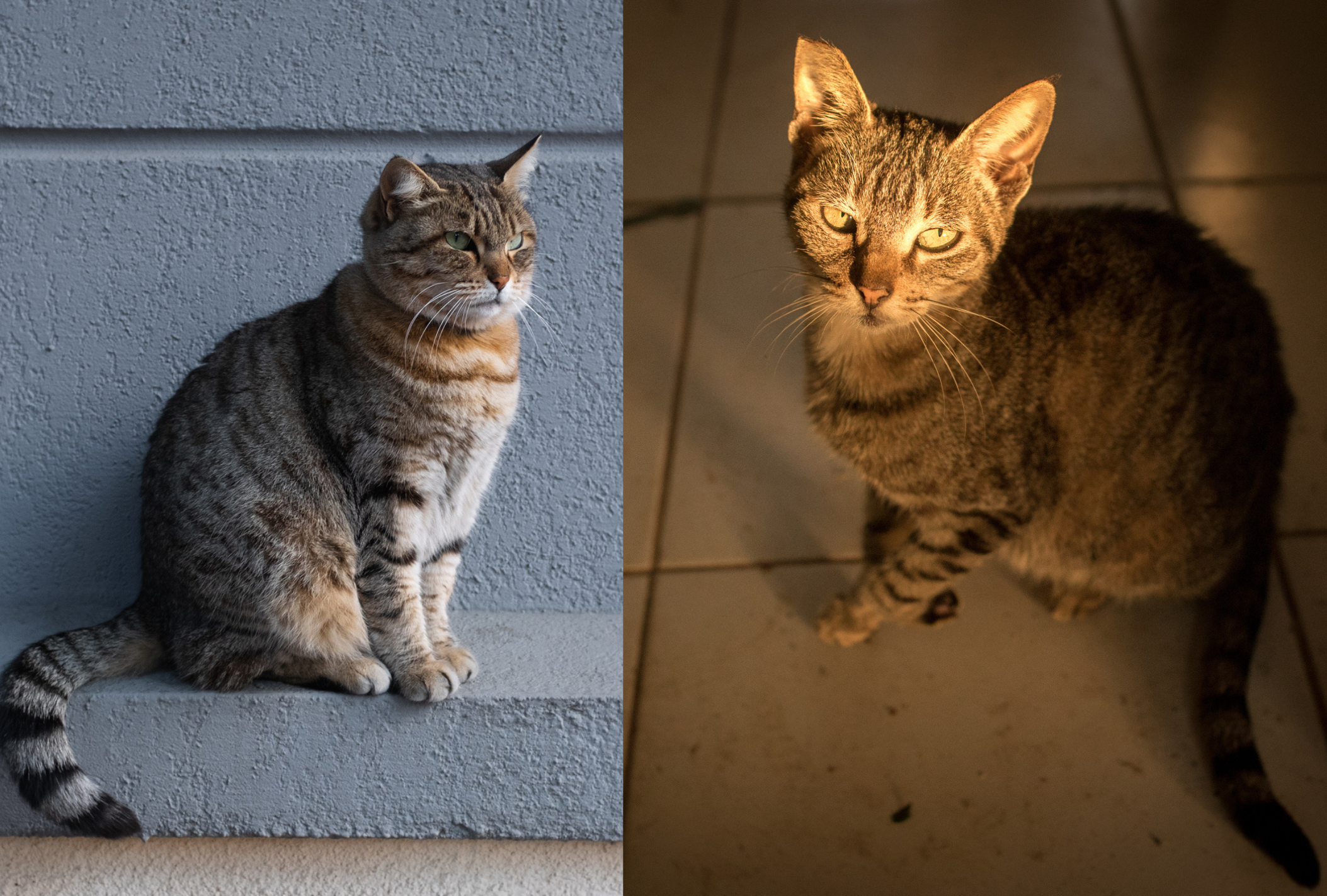 Na esquerda, um gato rajado; na direita, um gato Brazilian Shorthair