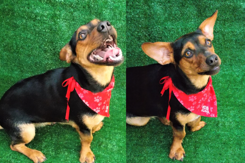 A Brigitte é uma vira-lata pequena disponível para adoção no Adota Patas