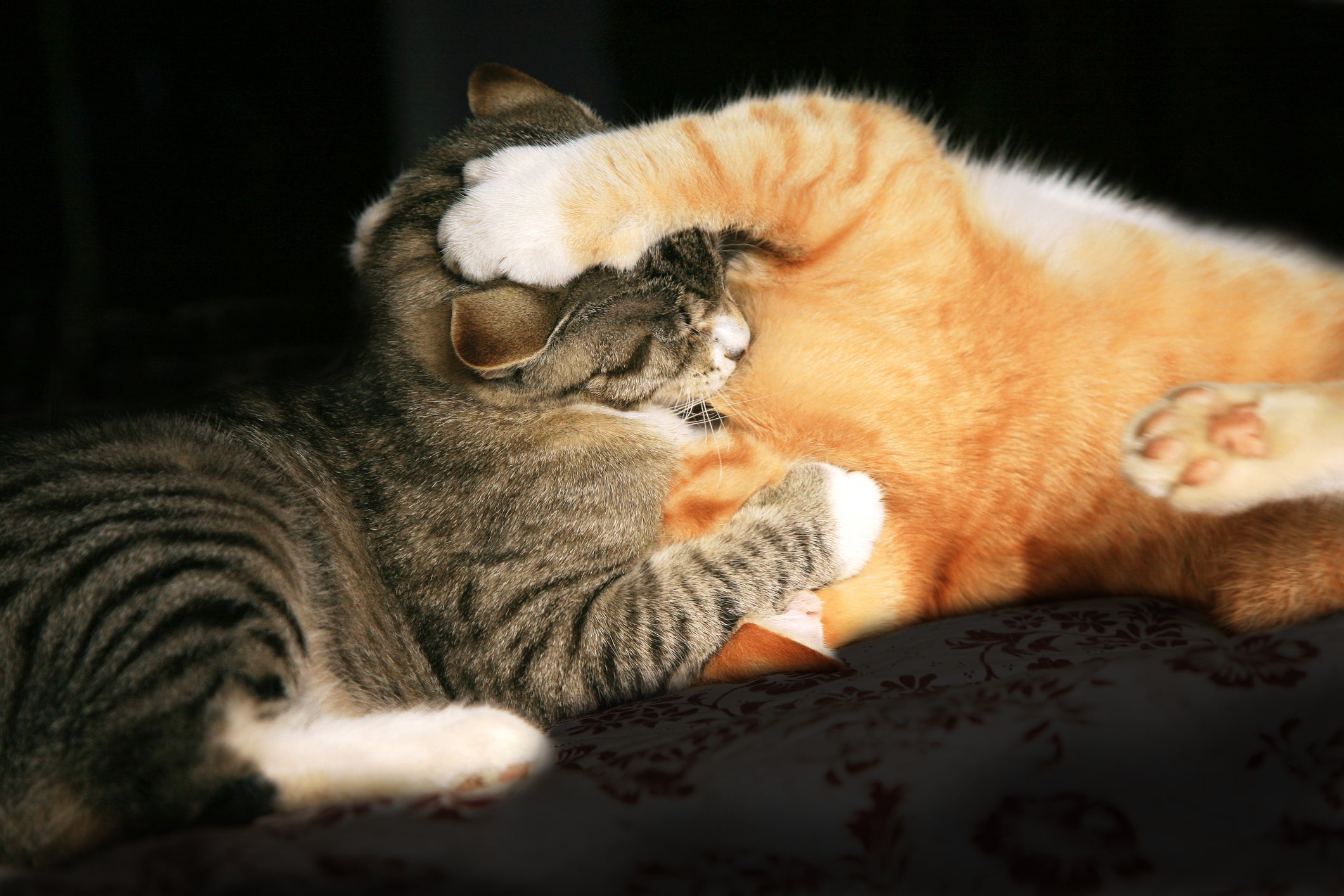 Separar o gato brigando usando as mãos não é o recomendado