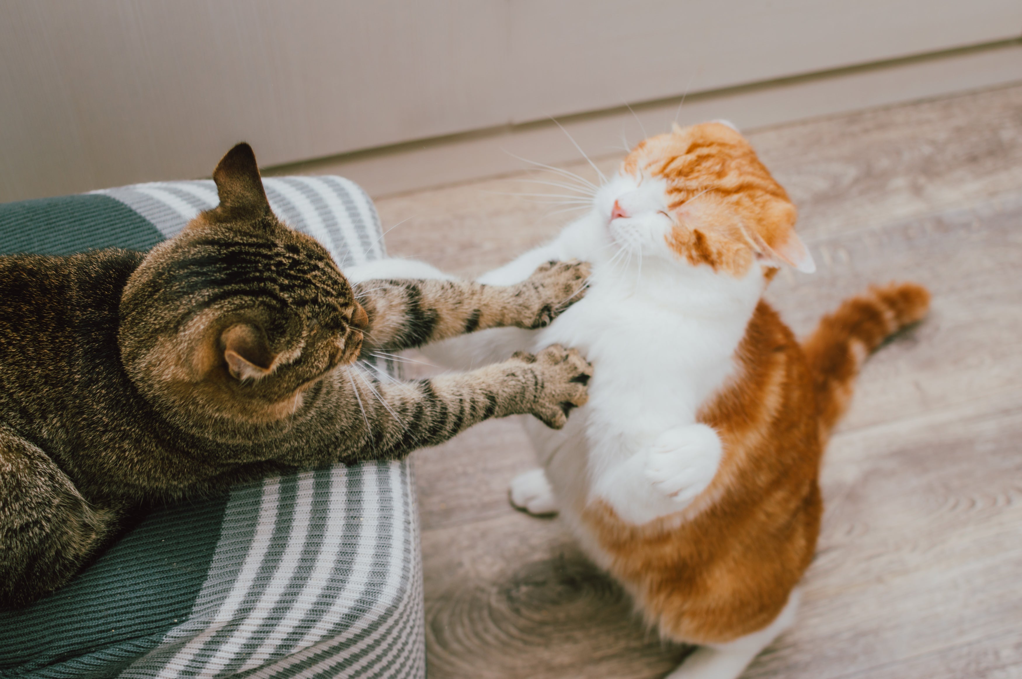 Como acostumar gato com outro não é tão difí­cil como parece