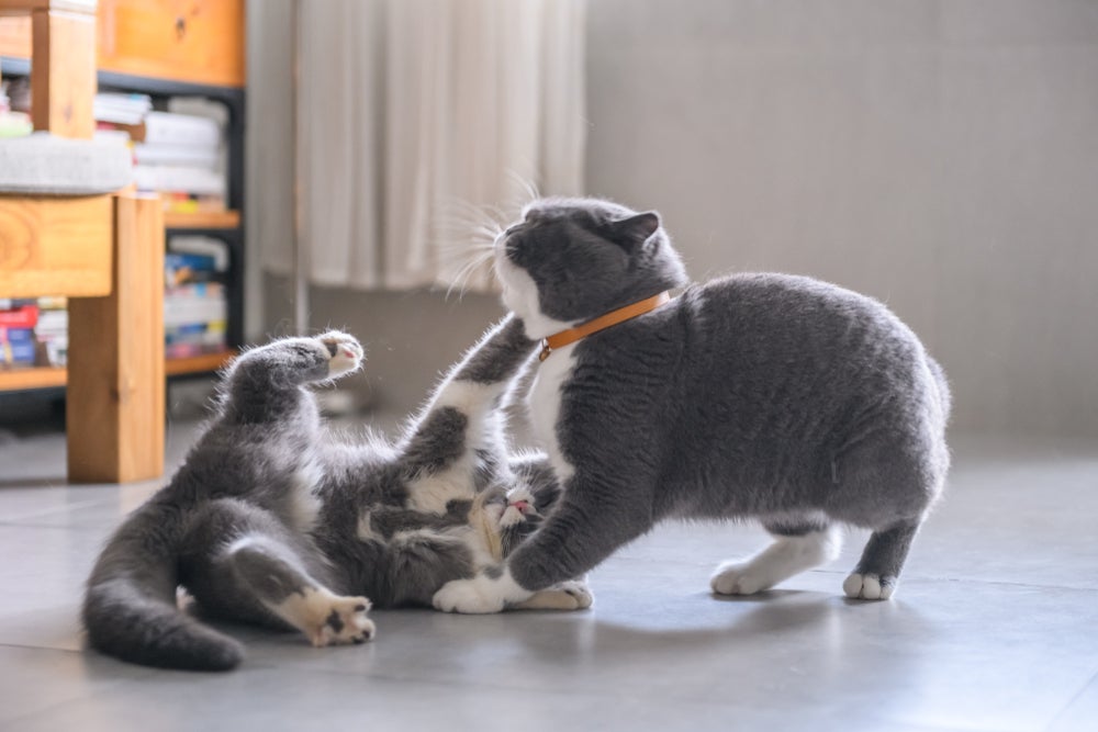 Existem algumas técnicas para identificar se os gatos estão brincando ou brigando