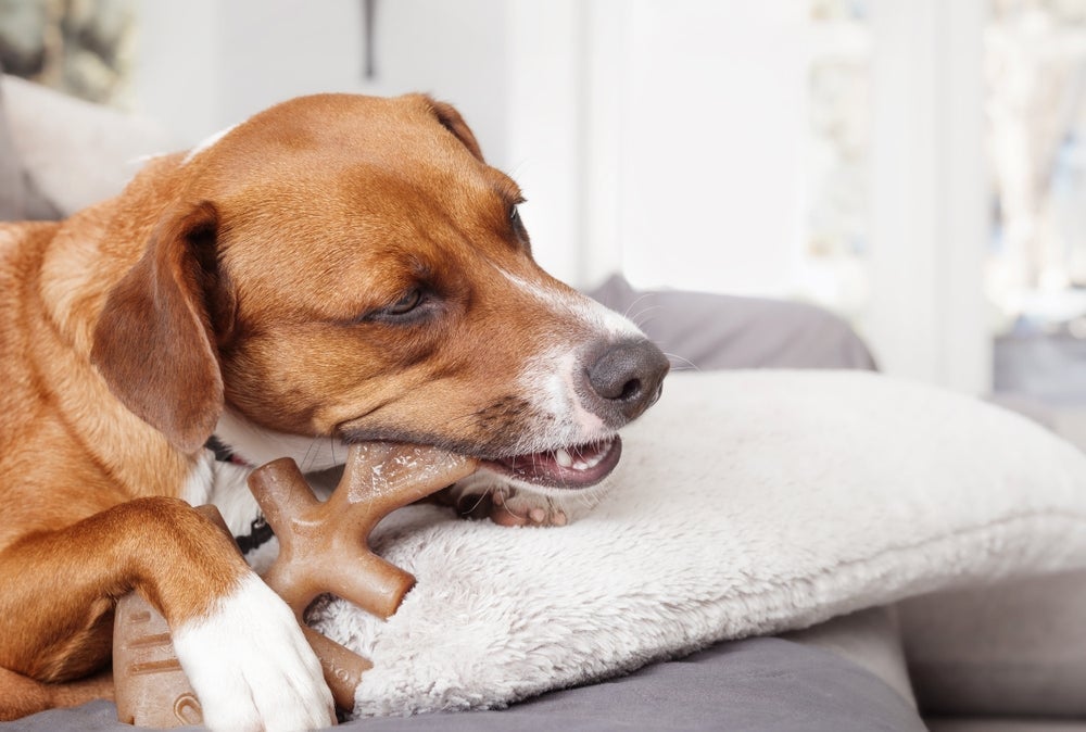 Uma das curiosidades sobre cachorro é que esses animais se comportam diferente em cada fase da vida