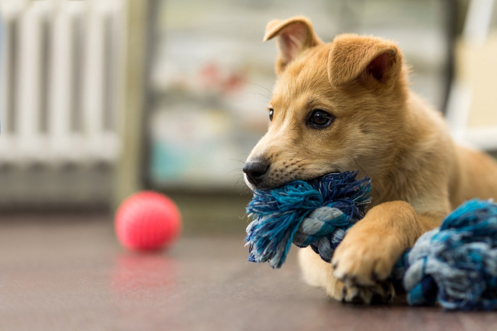 O cabo de guerra para cachorro é uma ótima opção para gastar a energia do animal em dias de chuva