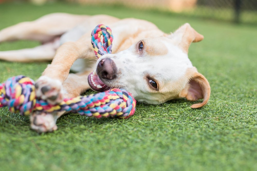 Brincadeiras para cachorro: o cabo-de-guerra estimula os cães de diferentes formas