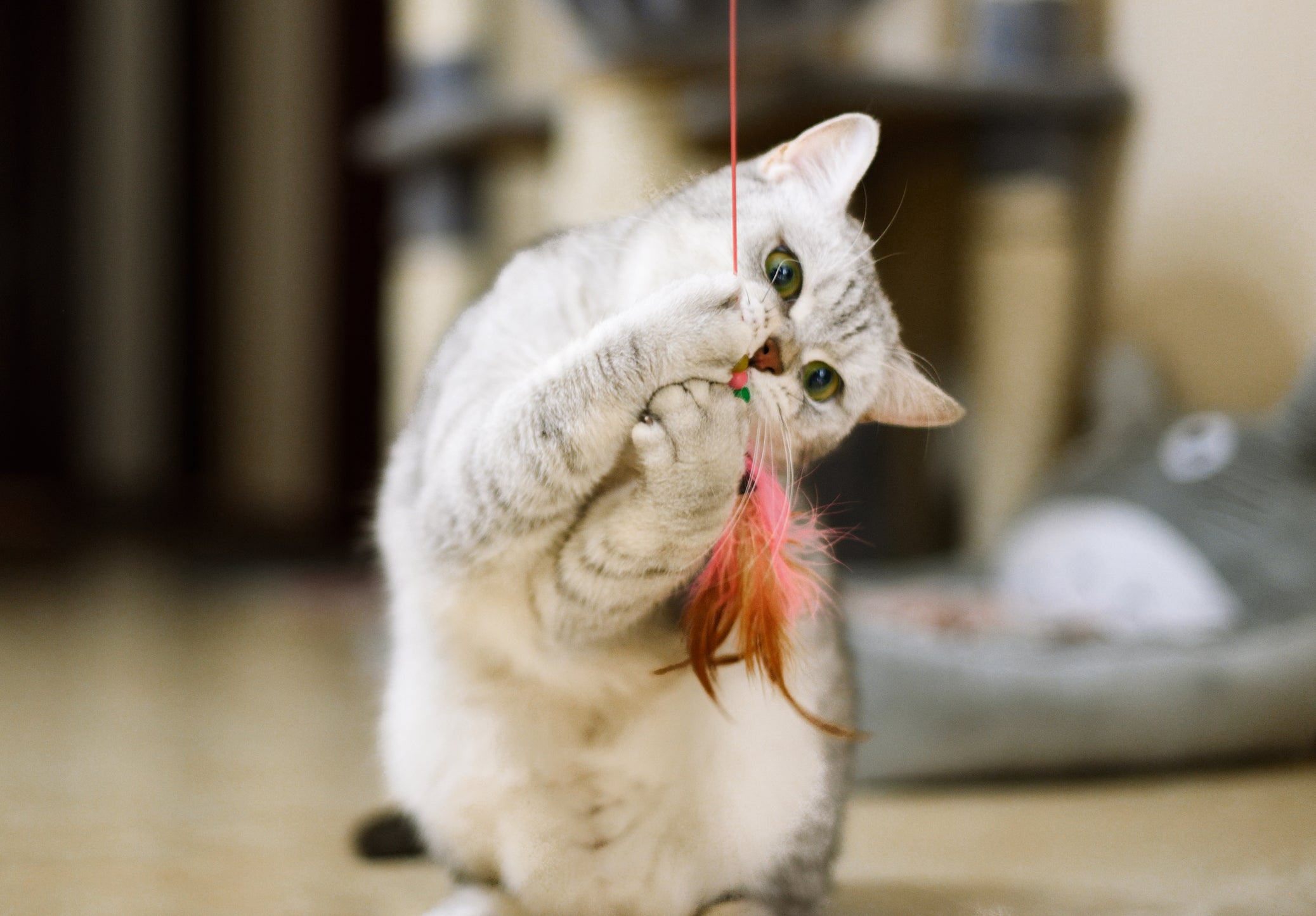 As varinhas de gatos são uma ótima opção para brincar junto com o pet
