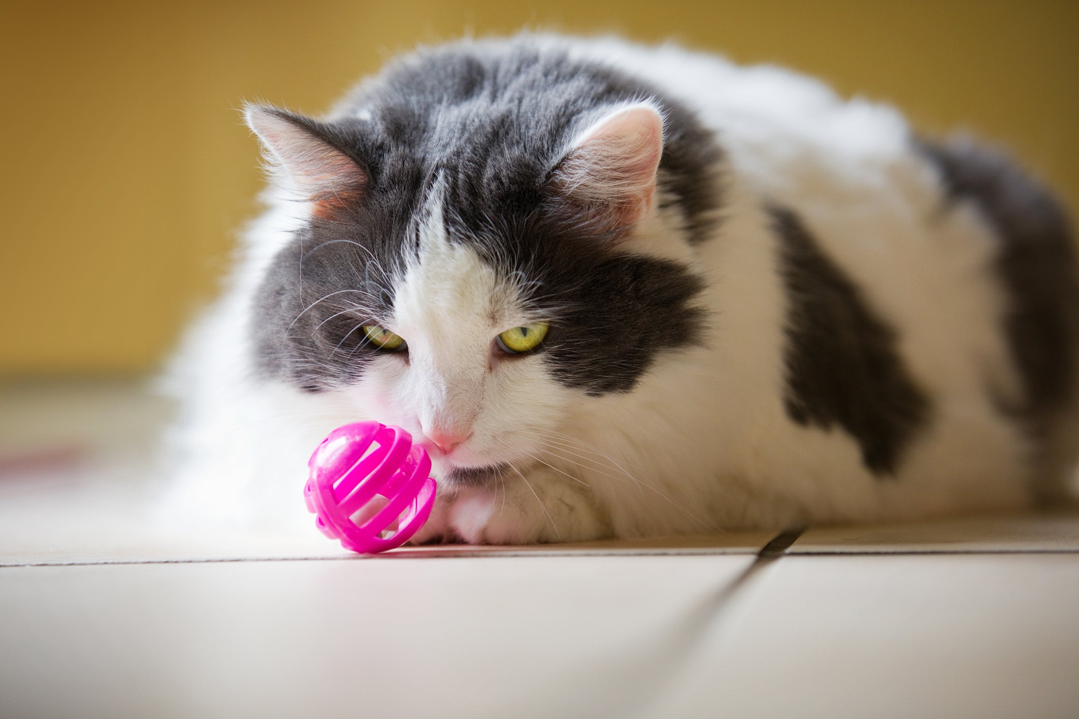 Os estí­mulos sonoros das bolinhas faz o gatinho aguçar sua habilidade de caça