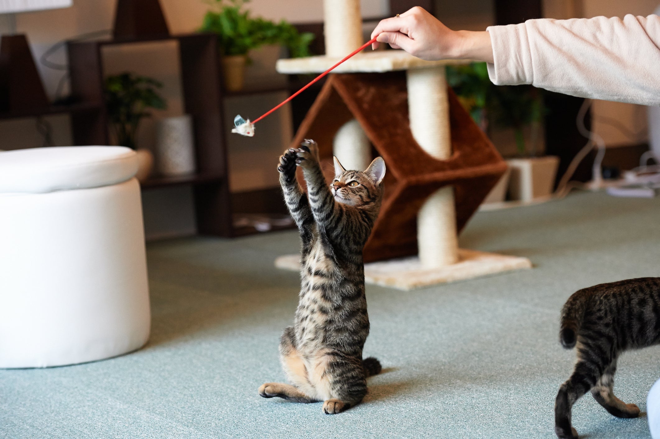 Brincadeiras com gatos pode ajudar na cognição da espécie