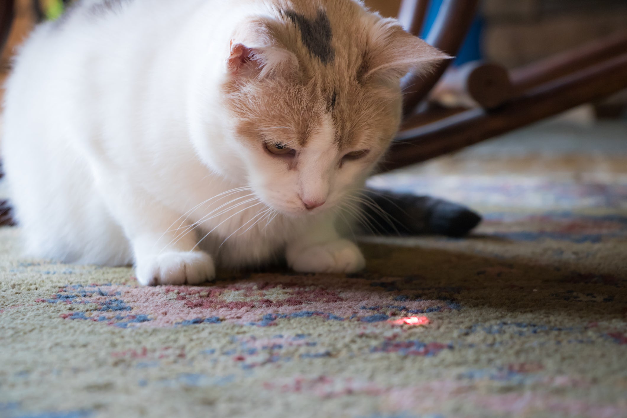 O laser para gatos precisa ser usado com consciência
