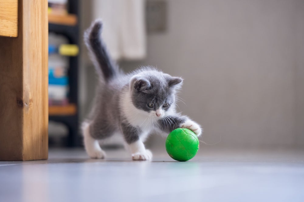 Os brinquedos para gatos que estimulam o instinto caçador são uma ótima forma de deixar o pet mais ativo