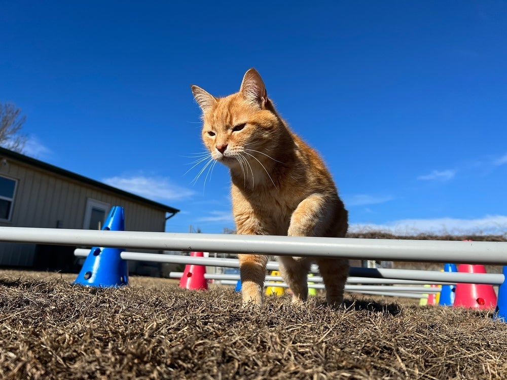 O circuito para gatos é uma ótima maneira de enriquecer o ambiente