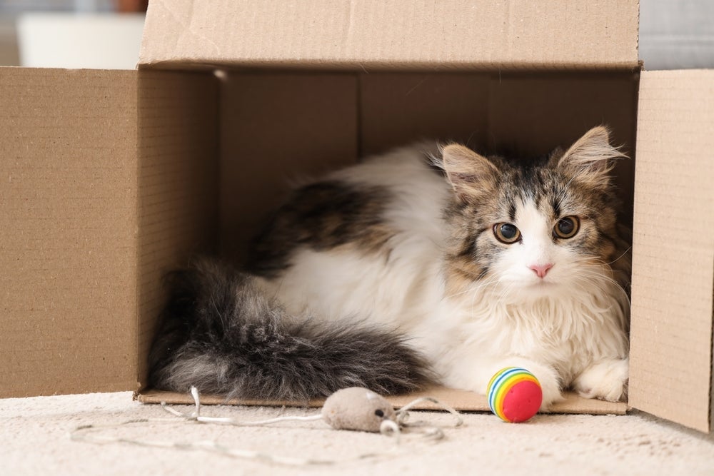 Varinhas, bolas, catnip e até caixas de papelão divertem o gato e combatem o sedentarismo