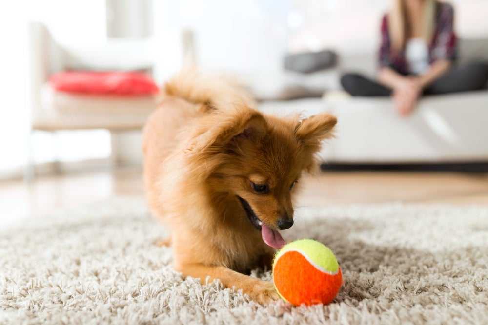 As brincadeiras para cachorro mais clássicas, como atirar a bolinha, são ótimas para estimular o filhote