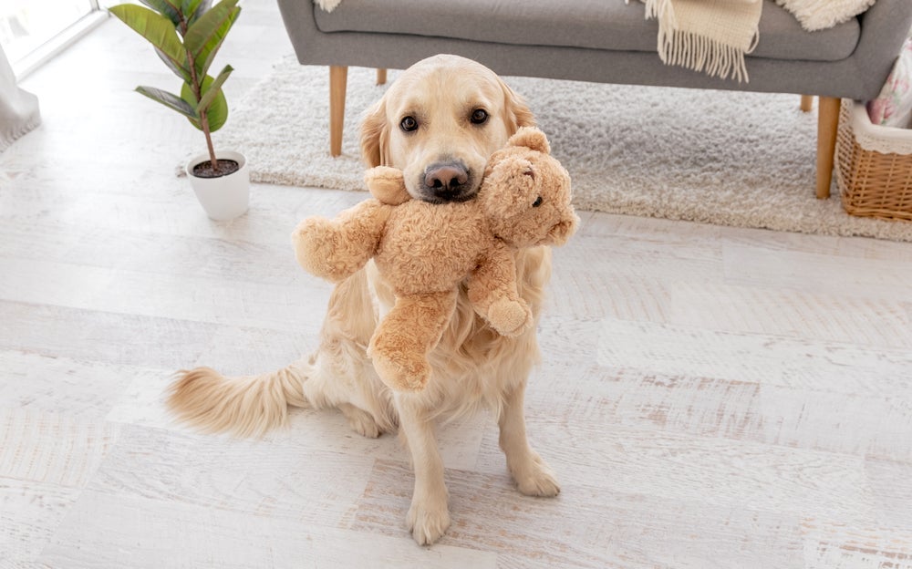 A pelúcia é um ótimo brinquedo para cachorro morder caseiro