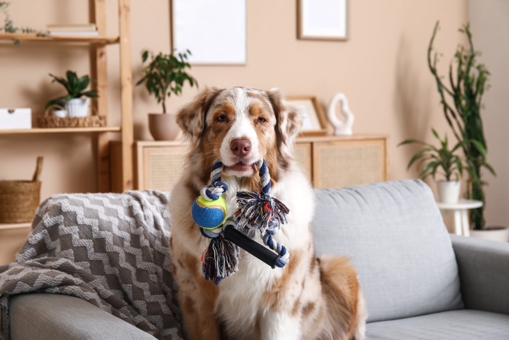 Brinquedos para cachorro: diferentes modelos de corda que podem divertir seu amigo, como esse com uma bola