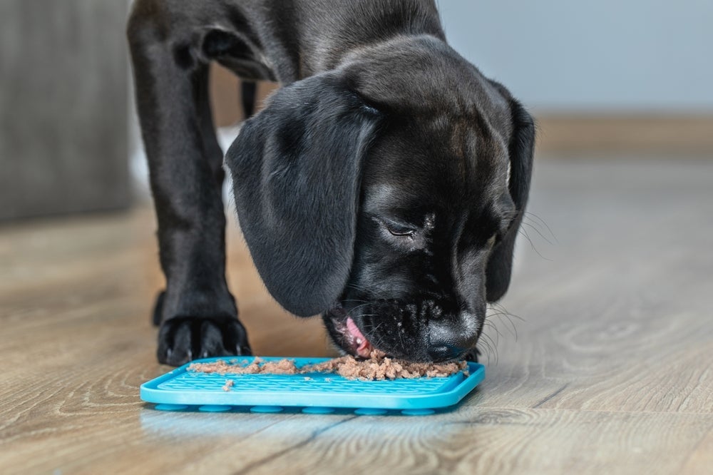 Comedouro labirinto e tapete de lamber são boas opções de brinquedo interativo para cachorro