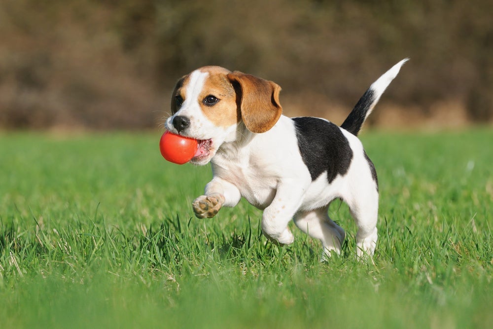 Dentre os brinquedos interativos para cachorro mais populares, a bolinha recheada é um destaque