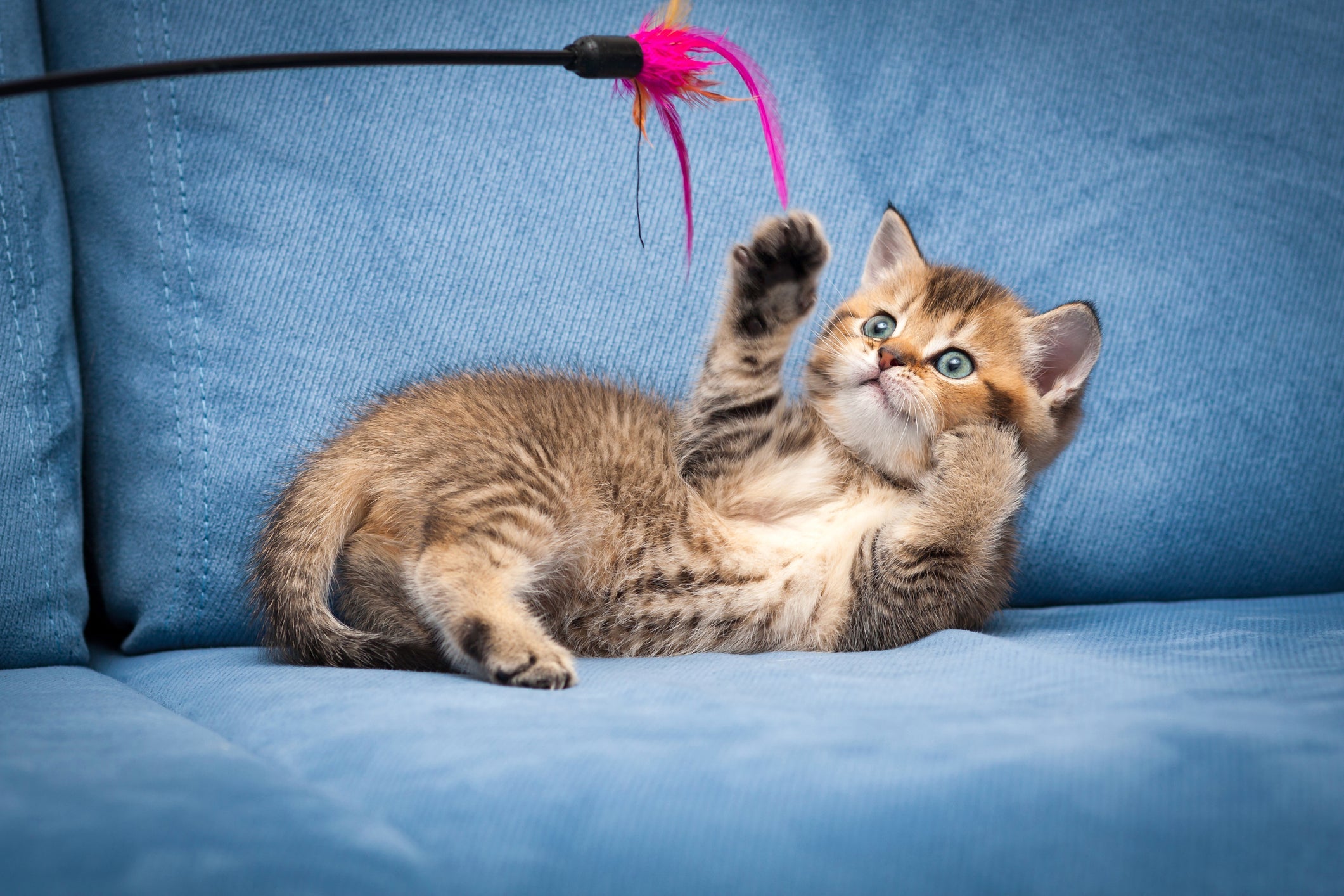 Brinquedos interativos para gatos: ratinho de dar corda é uma das opções