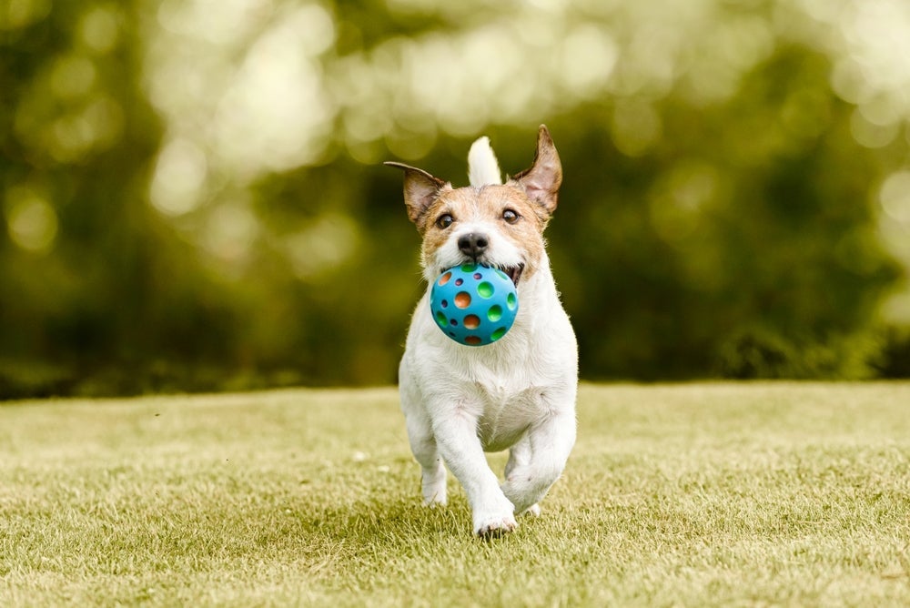 A bolinha para cachorro é um brinquedo clássico e popular