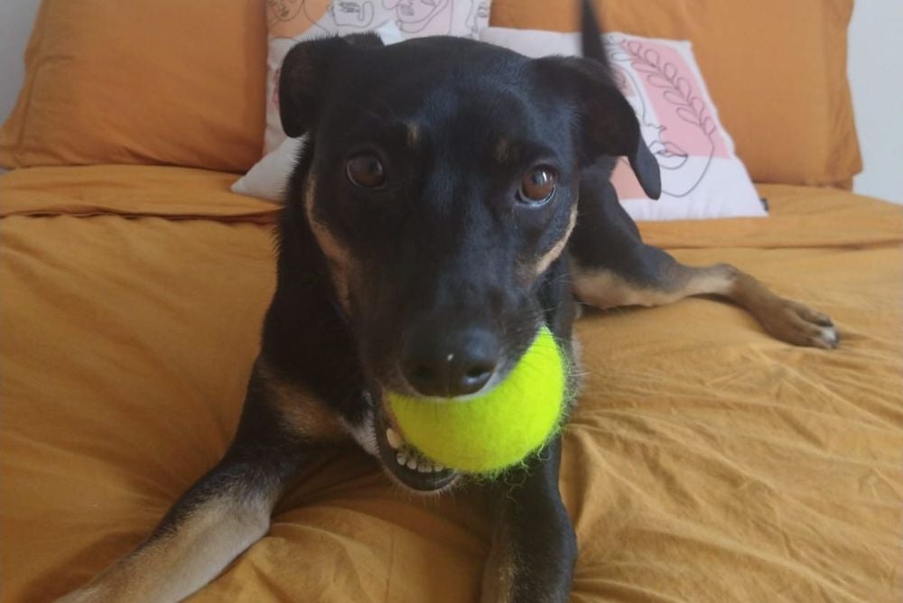 O Bartô é fã de bolinha para cachorro de tênis (Créditos: Arquivo Pessoal)