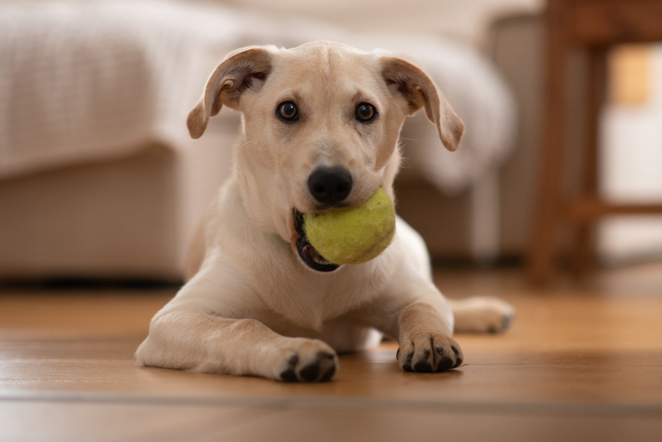 A bolinha é um dos brinquedos para cachorro filhote que não tem erro