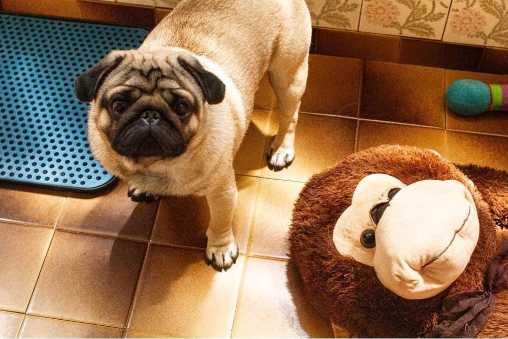 A pelúcia é um dos brinquedos para cachorro preferidos do Fred (Foto: Arquivo Pessoal)