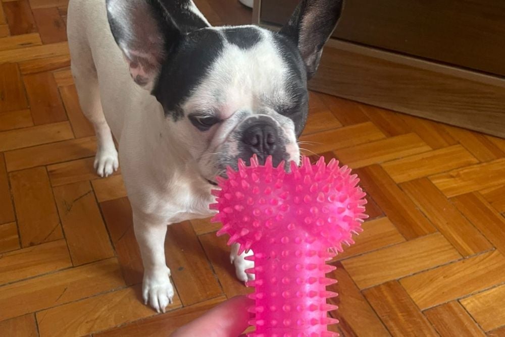 Brinquedos para cachorro: a Frida ama um mordedor (Foto: Arquivo Pessoal)